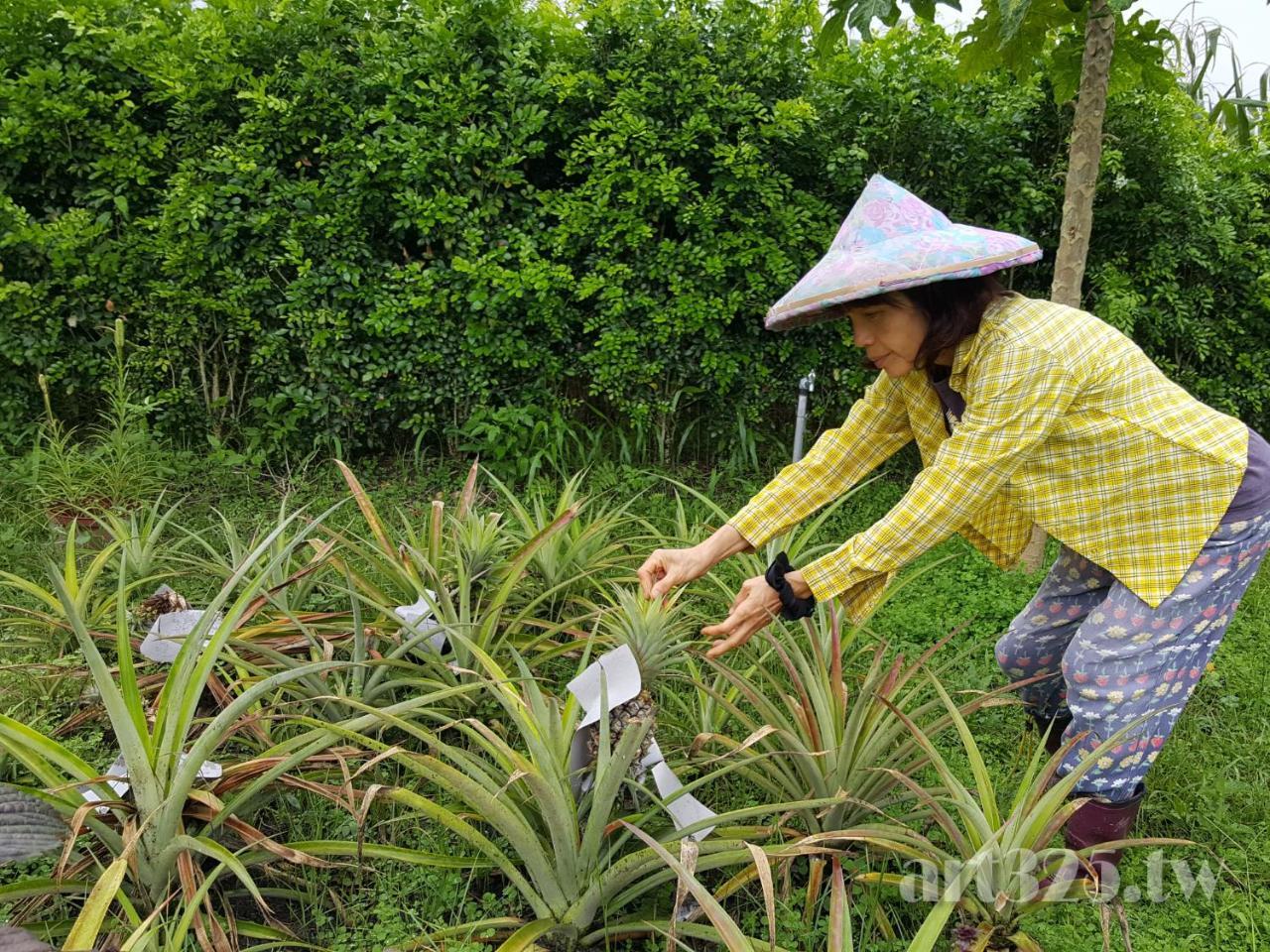 Yi Tian Homestay Fenglin Kültér fotó